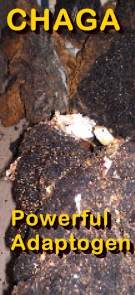 Ormus Minerals Chaga Powerful Adaptogen Ormus Minerals Chaga Powerful Adaptogen
